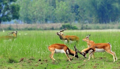 Koshi Tappu Wildlife Reserve